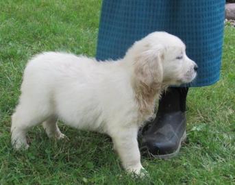 Golden Retriever Welpen mit papieren wha