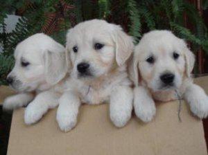 Golden Retriever Welpen whatsapp Nummer