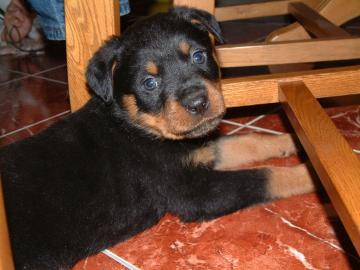 Rottweiler weibchen  zu verkaufen!