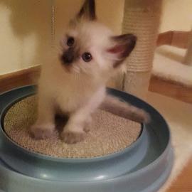 Ragdoll Katzchen zu verkaufen