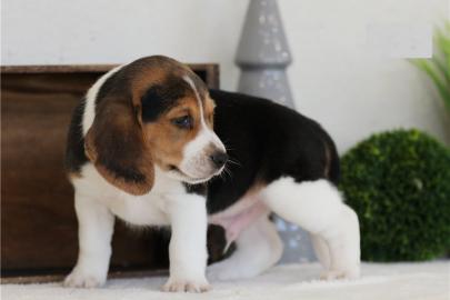 Sch?ner Beagle-Welpe mit Papieren