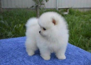 Pomeranian-Welpen whatsapp+237676636891