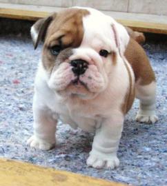 Englisch Bulldogge Welpen