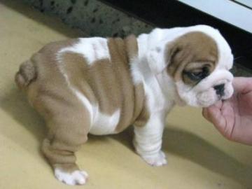 Englisch Bulldogge Welpen