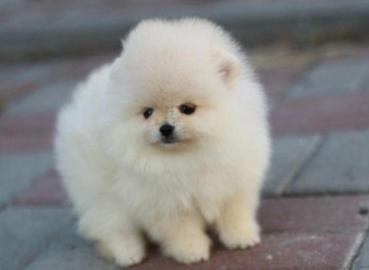 Typische Pomeranian-Welpen