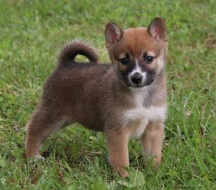 Shiba Inu puppies