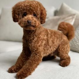 toy poodle