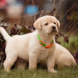 Wundervolle Labrador Welpen mit Papieren