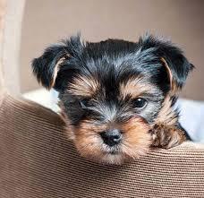 Entz?ckende Teacup Yorkie Welpen zu verk