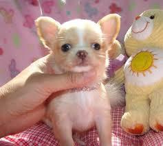 Super s??e MINI chihuahua welpen mit Pap