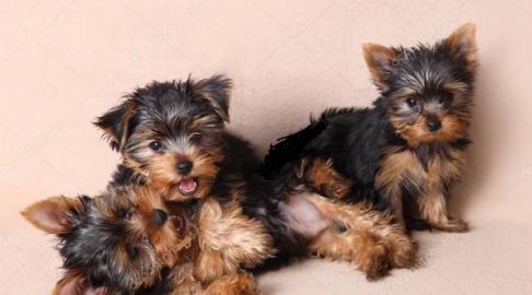 Yorkshire Terrier Welpen