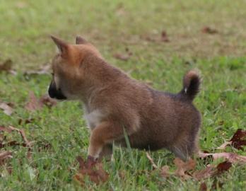 Shiba Inu Welpen