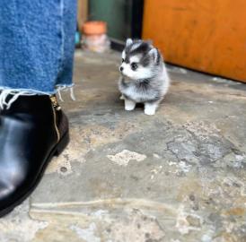 Pomsky-Welpen (mnnlich und weiblich) zu