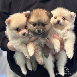 MINI Pomeranian SpitzBoo Welpe