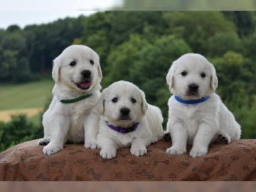 Golden Retriever Welpe