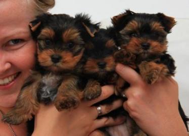 Liebevolles Yorkshire Terrier Welpen mit