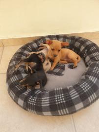 Zwergpinscher +35796276683