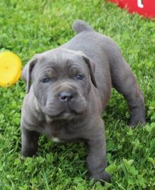 Cane-Corso-Welpen von h?chster Qualit?t