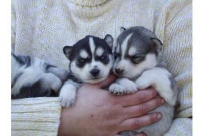 3 Reinrassige Siberian Huskywelpen abzug