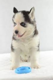 Mini pomsky wlpen