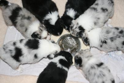 Australian Shepherd Welpen abzugeben. 