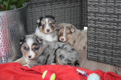 Australian Shepherd Welpen abzugeben. 