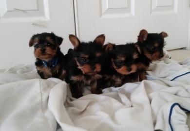 Top Gesunde Yorkshire Terrier Welpen wha