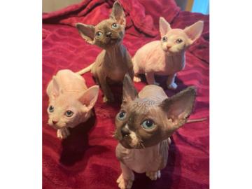 sphynx Kurzhaark?tzchen whatsapp nummer