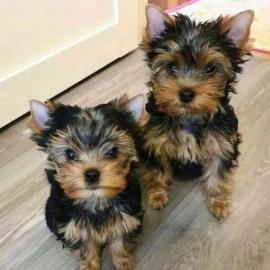 Yorkshire Terrier Welpen