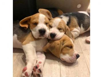 Super s??e Tricolor Beagle Welpen +49157