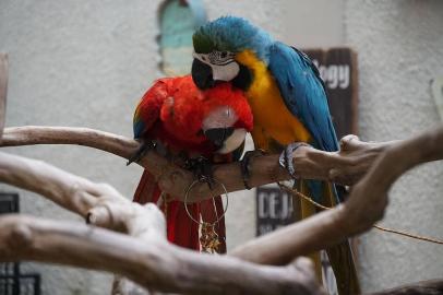 Graupapageien babys und macaw papageien