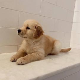 Golden Retriever Welpen suchen liebevoll