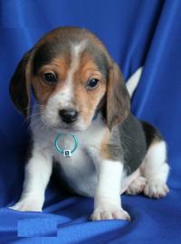 Weihnachten Beagle Welpen mit Papiere su