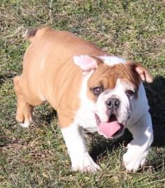 English Bulldogge Cubs