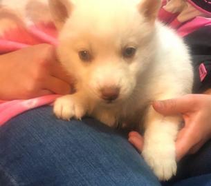 Siberian Husky puppies