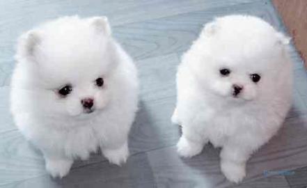 Mini Pomeranian boo welpen