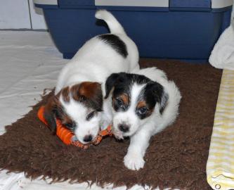 Jack Russell Terrier Welpen Tricolor