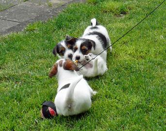 Jack Russell Terrier Welpen Tricolor