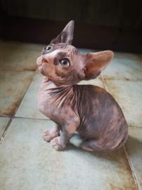 Sphynx kitens ist zur Adoption bereit