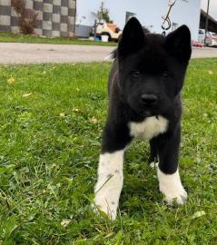 Amerikanische Akita +447438491302