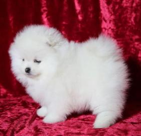 Typvolle Pomeranian Zwergspitz Welpen