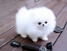 Pomeranian zwergspitz Boo Welpen