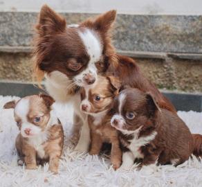 MINI chihuahua-WHATSAPP: +4915213140266