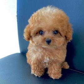 Cute Toy Poodle puppies for sale WHATSAP