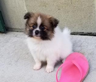 Beautiful Pomeranian puppies