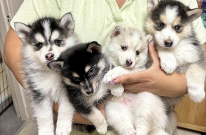 Unser Pomsky Milly hat einen wunderschn