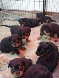 Rottweilerwelpe sucht neues Zuhause