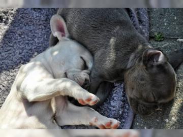 Franzsische Bulldogge Welpen