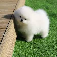 Pomeranian Welpen mit VDH Papieren