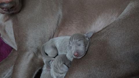 Welpen mit Papiere - Weimaraner (Kurzhaa